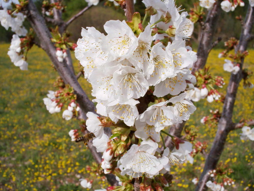 C'est le printemps